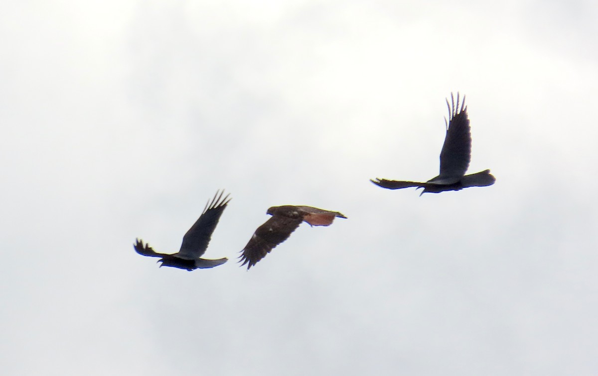 Grand Corbeau - ML647395030