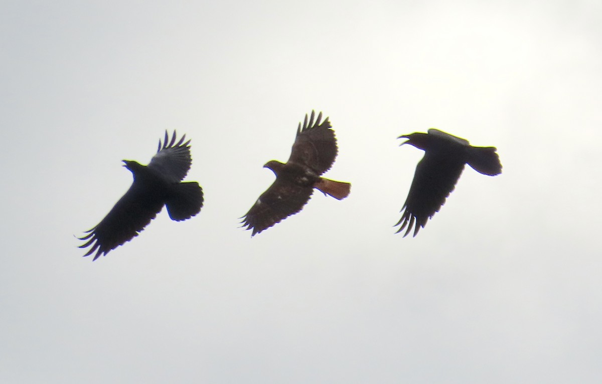 Grand Corbeau - ML647395031