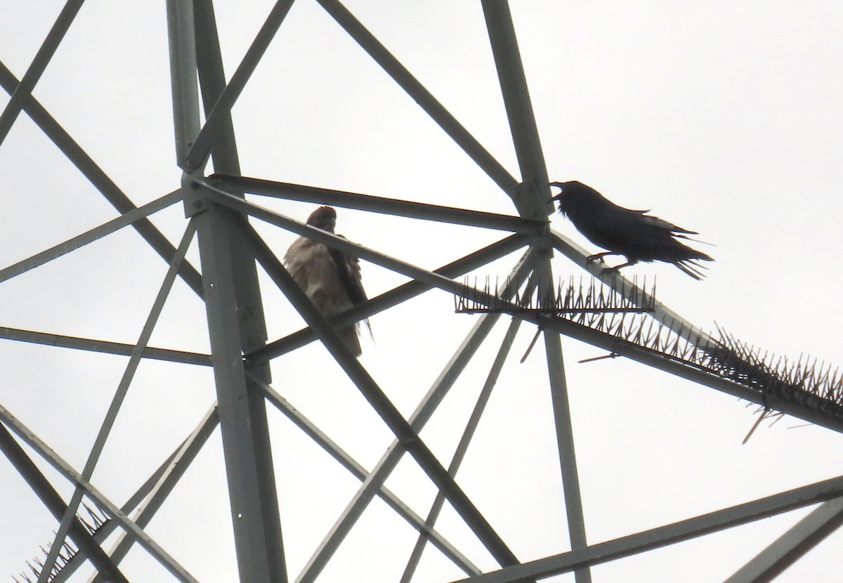 Grand Corbeau - ML647395032