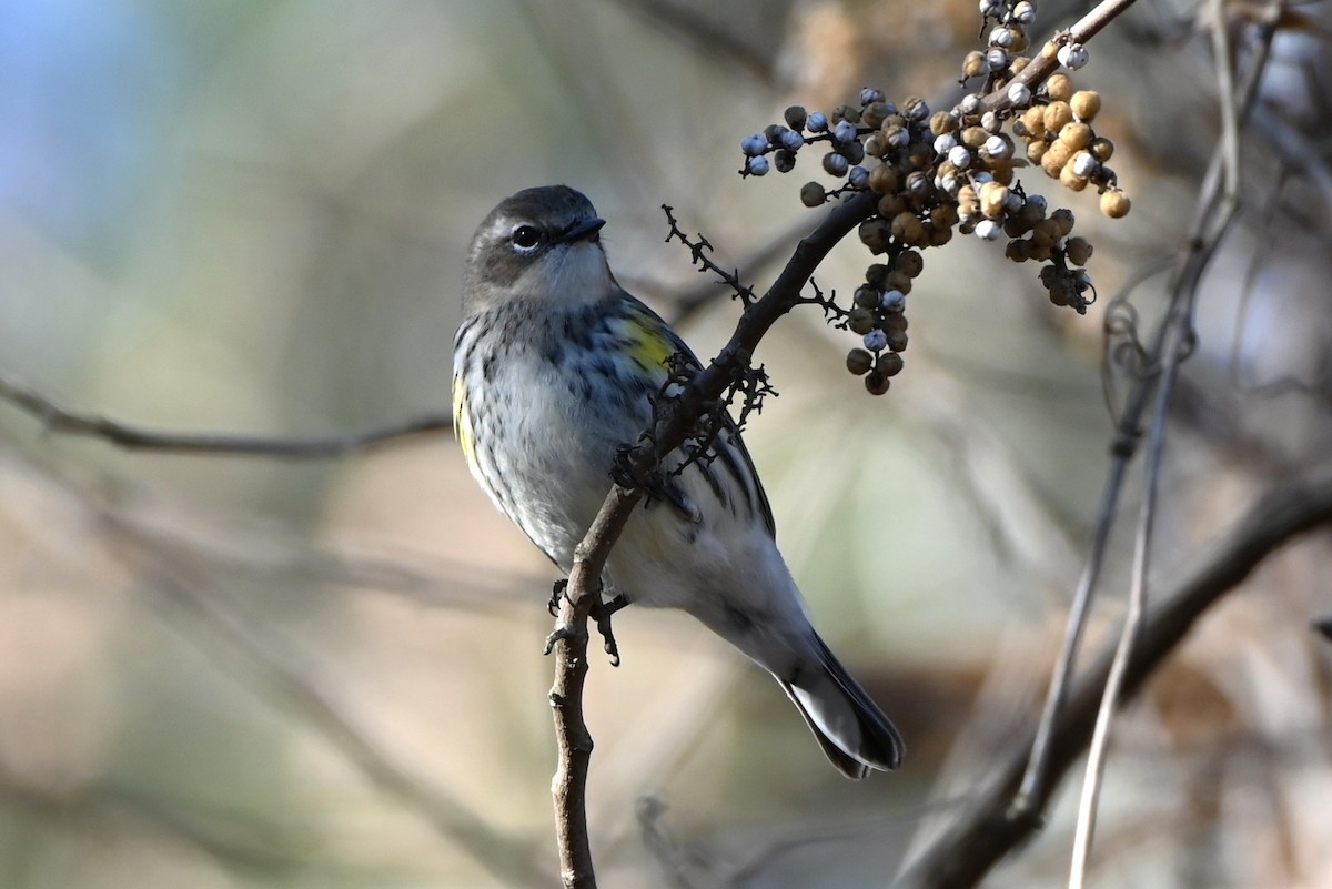 Yellow-rumped Warbler - ML647395048