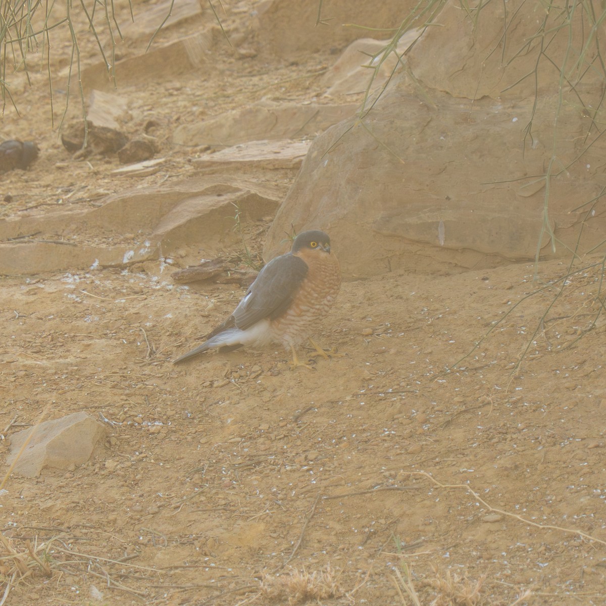 Перепелятник - ML647395057