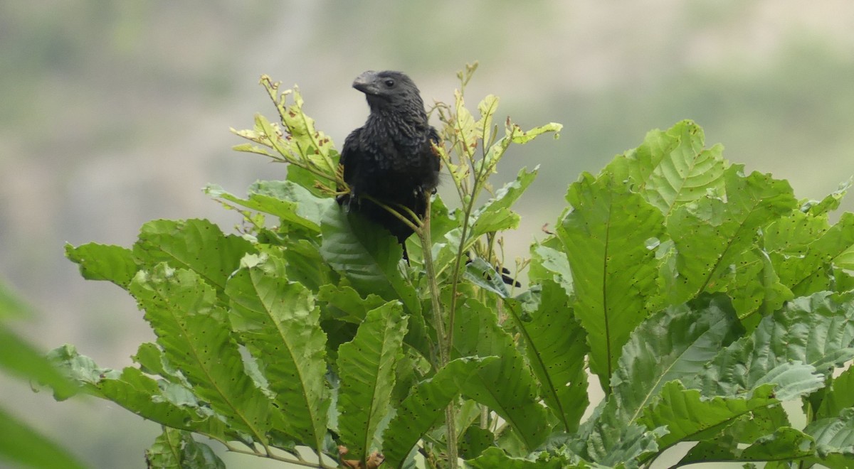 Smooth-billed Ani - ML647395065