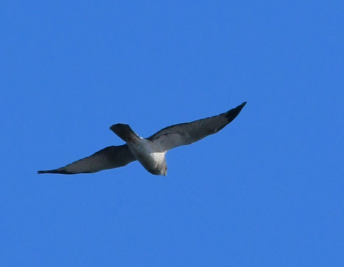 アメリカハイイロチュウヒ - ML647395071