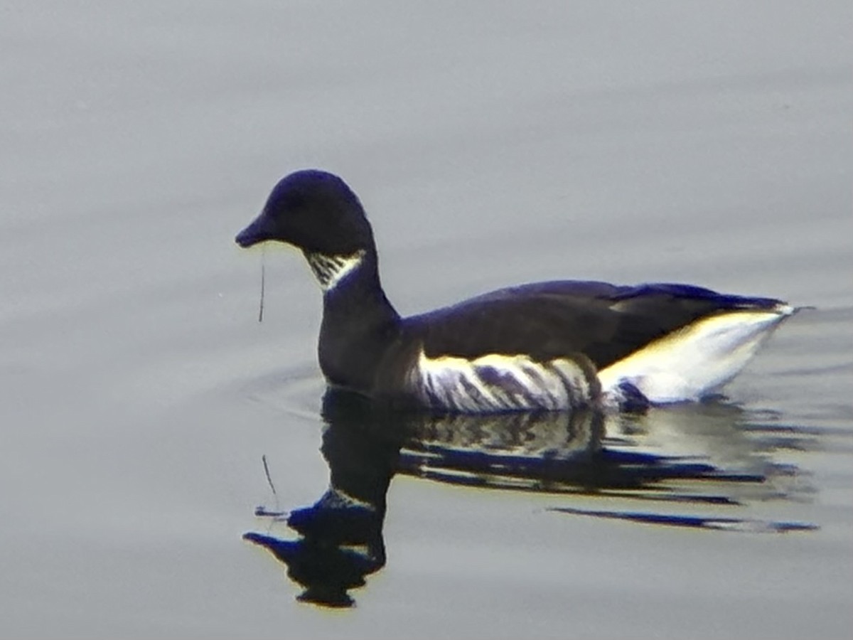 コクガン - ML647395072