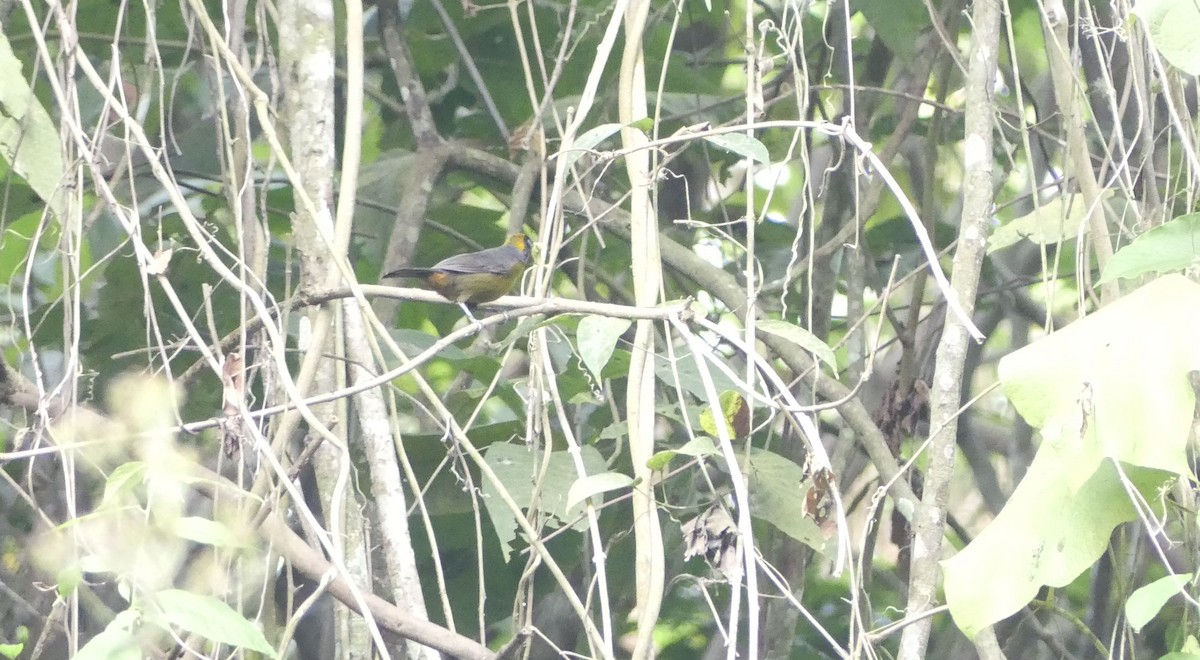 ヨゴレフウキンチョウ - ML647395073