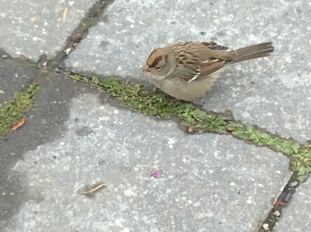 ミヤマシトド - ML647395074