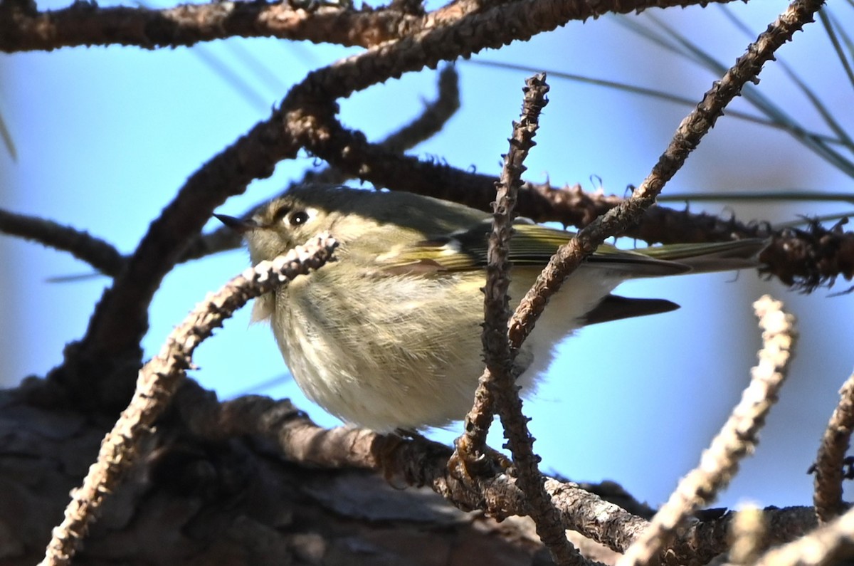 ルビーキクイタダキ - ML647395075