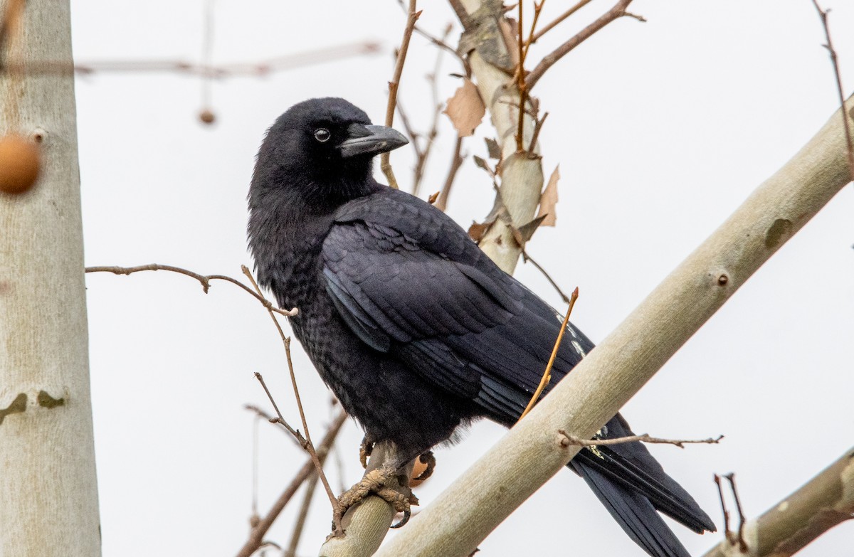 アメリカガラス - ML647395077