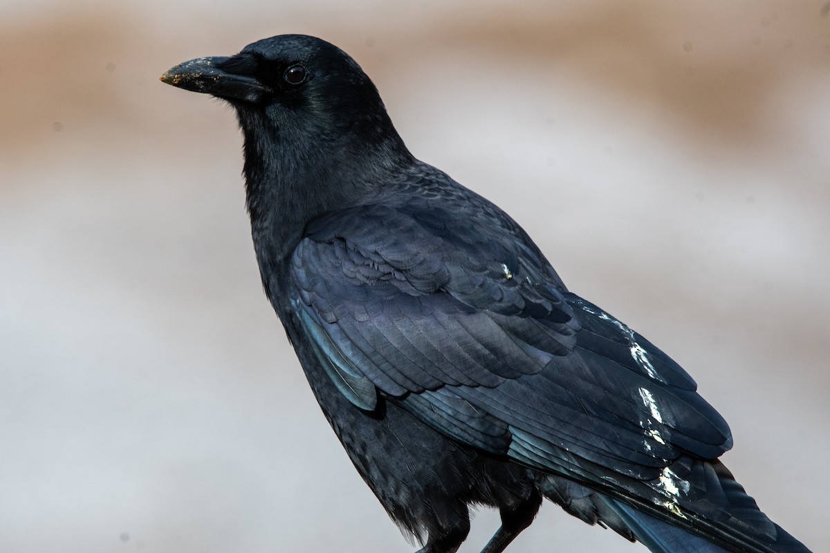 アメリカガラス - ML647395078