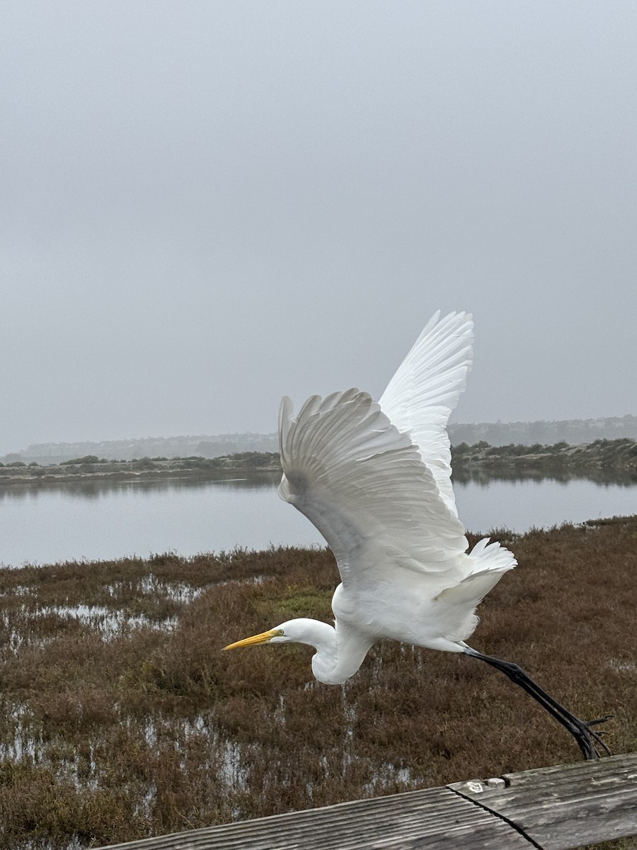 ダイサギ - ML647395088