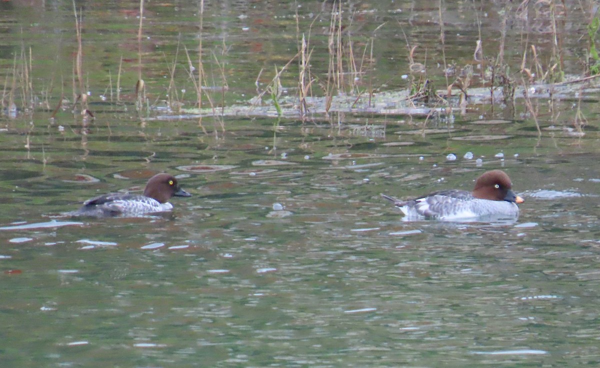 ホオジロガモ - ML647395089