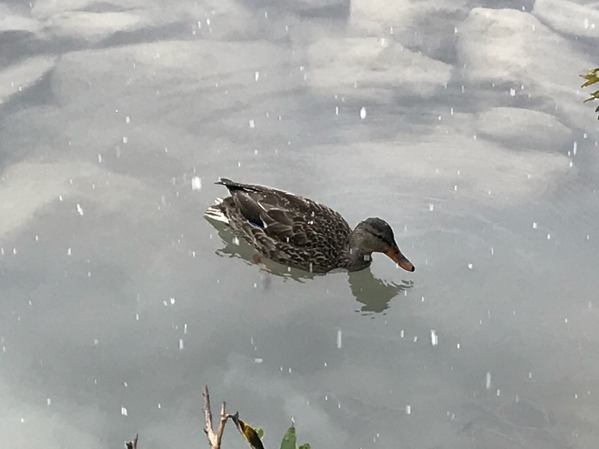 ハシビロガモ - ML647395090