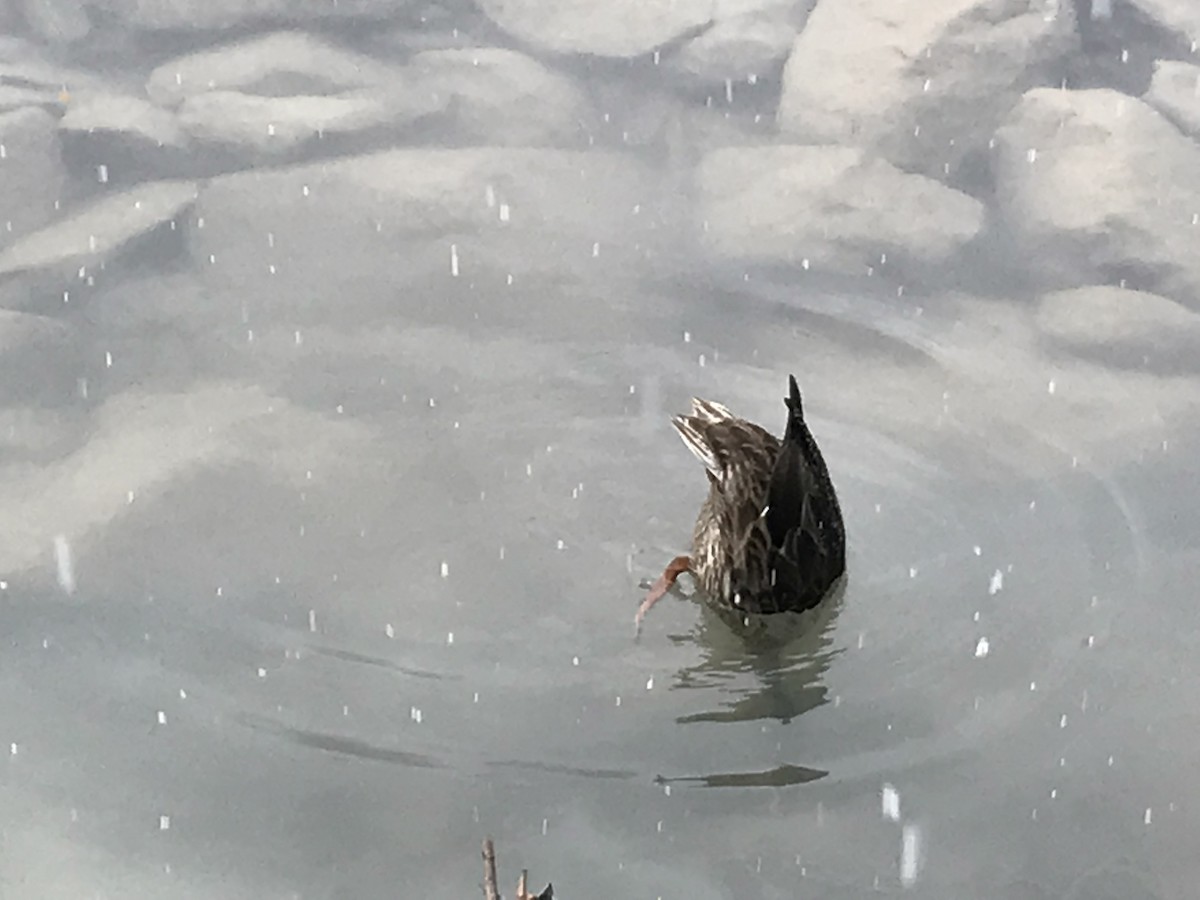 ハシビロガモ - ML647395091