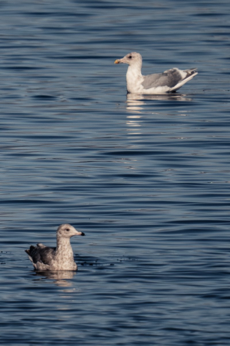 雑種 アメリカセグロカモメ ｘ ワシカモメ - ML647395092