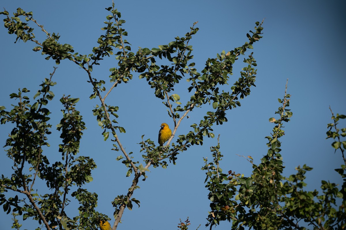 ズアカムクドリモドキ - ML647395093