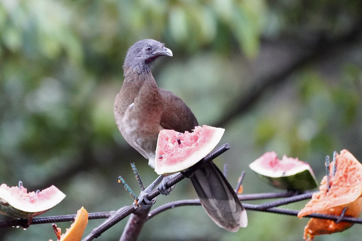 ハイガシラヒメシャクケイ - ML647395094