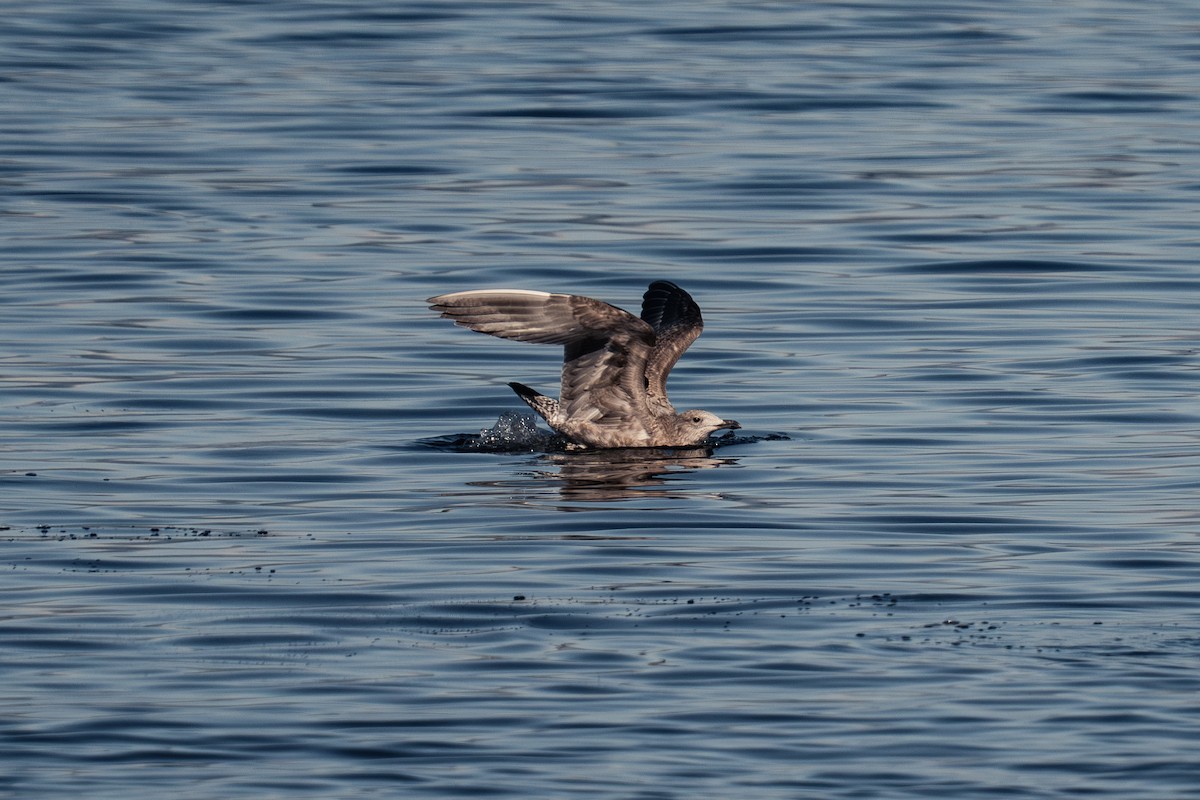 アメリカセグロカモメ - ML647395095