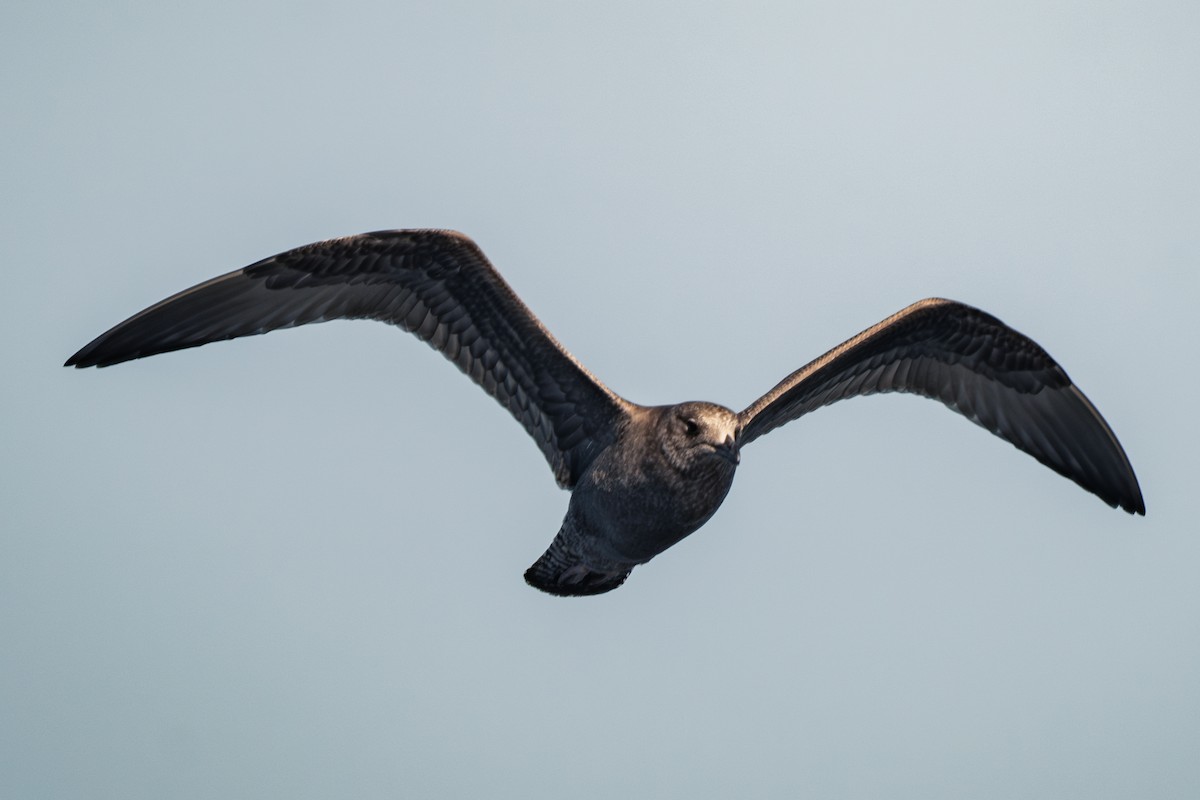 アメリカセグロカモメ - ML647395096