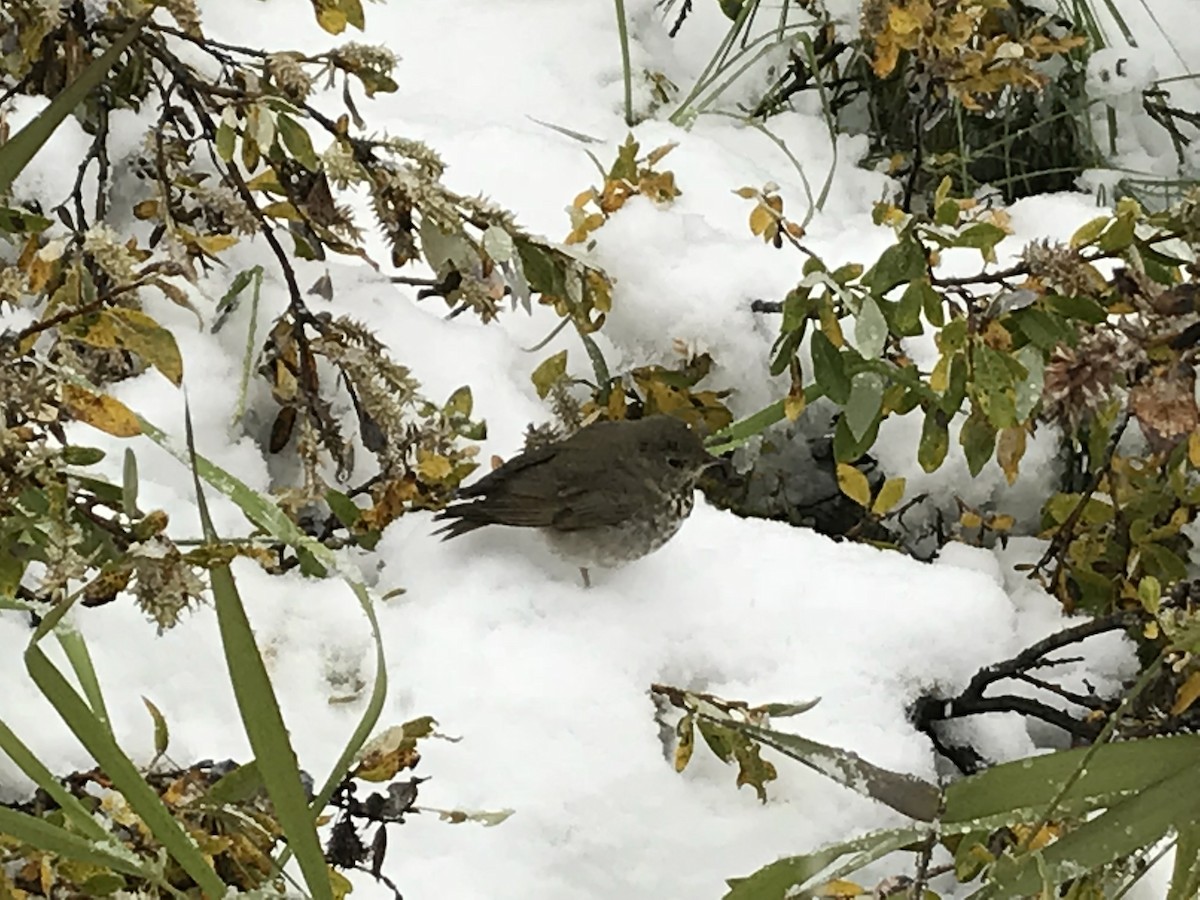 ゴマフスズメ - ML647395099