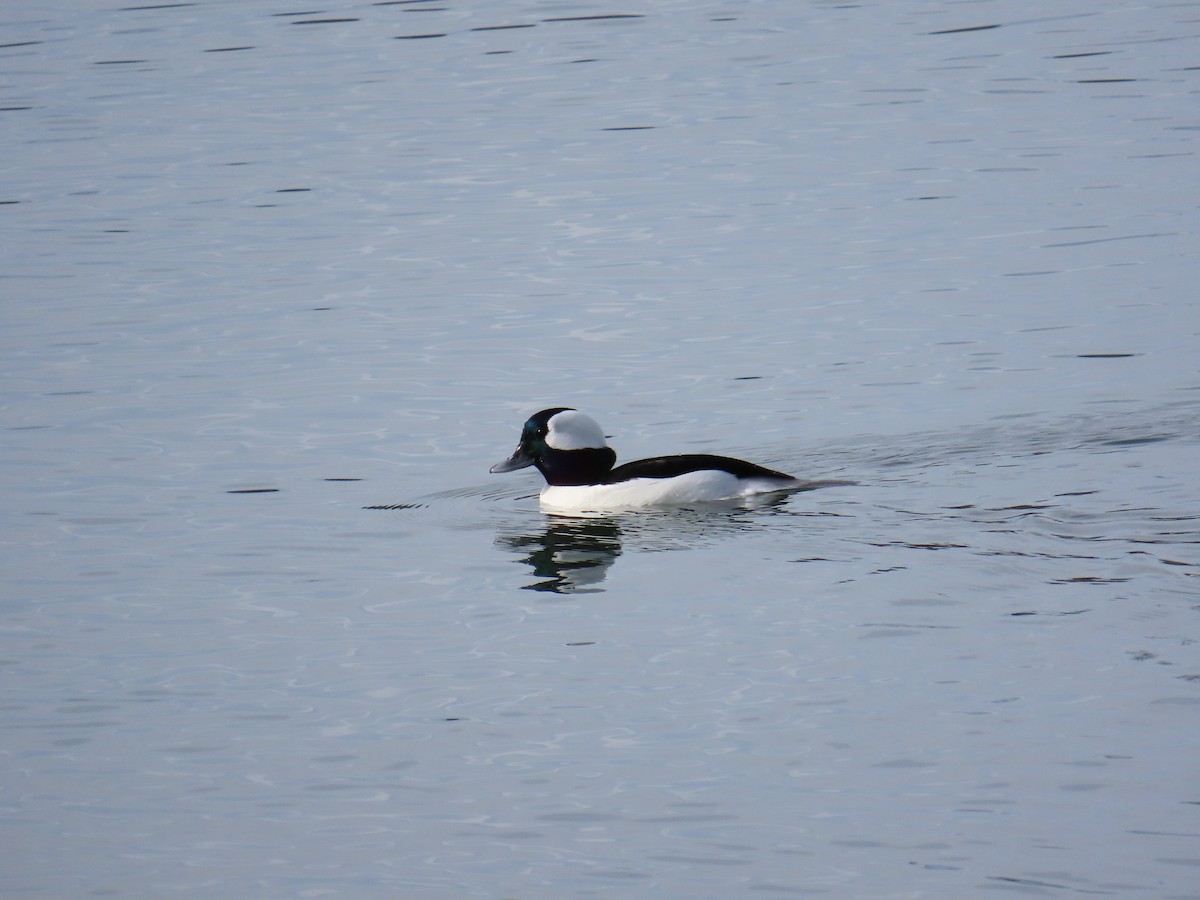 ヒメハジロ - ML647395102