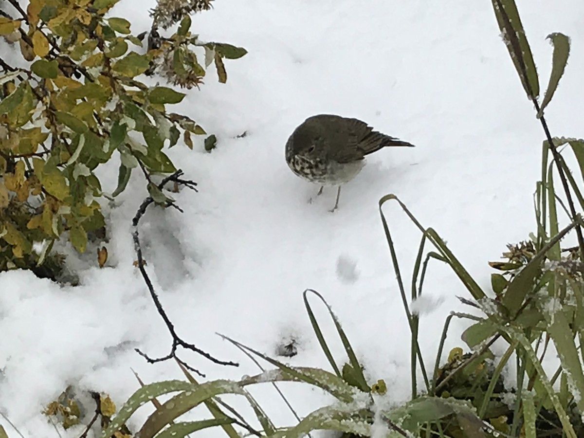 ゴマフスズメ - ML647395103