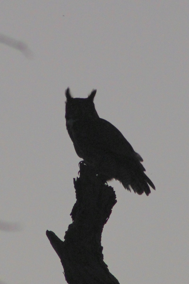 アメリカワシミミズク - ML647395104