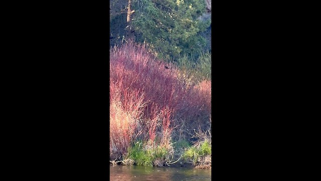 ハゴロモガラス - ML647395105