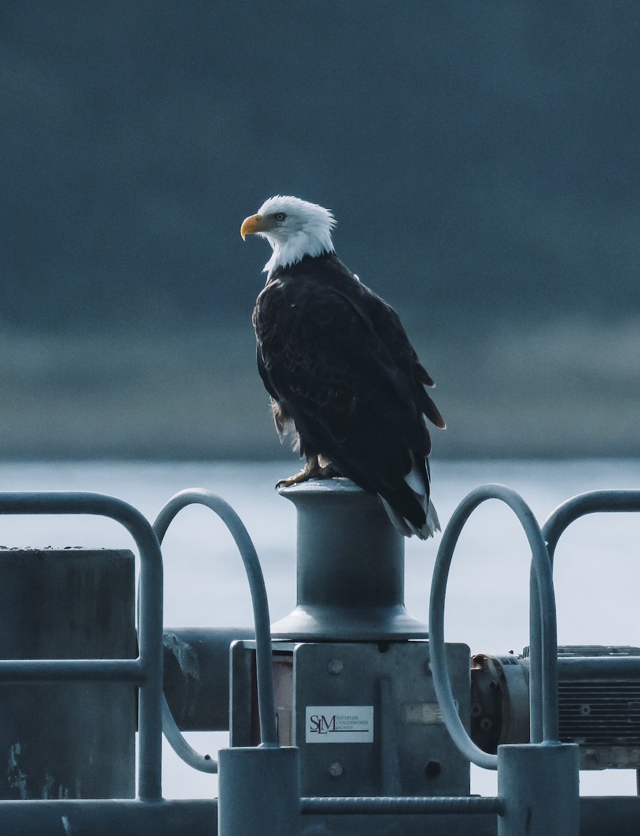 ハクトウワシ - ML647395106