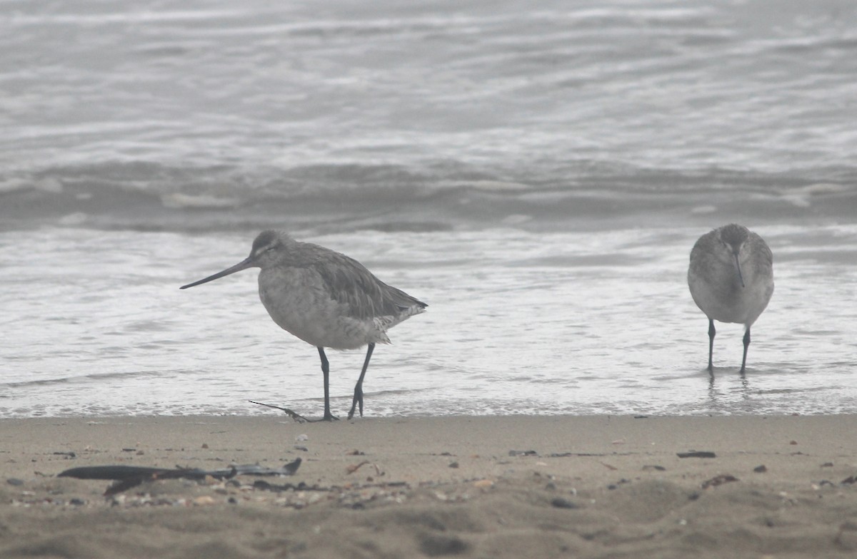 オオソリハシシギ - ML647395107