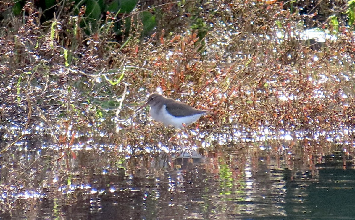 アメリカイソシギ - ML647395108