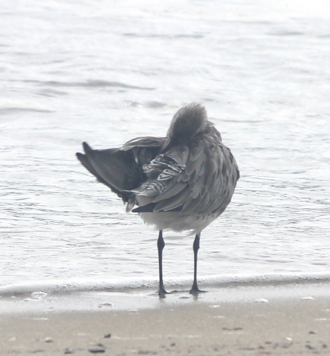 オオソリハシシギ - ML647395109