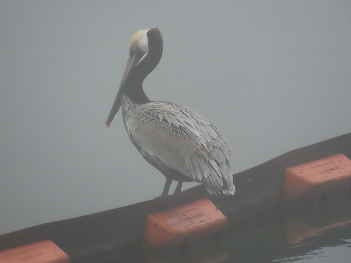 カッショクペリカン - ML647395110