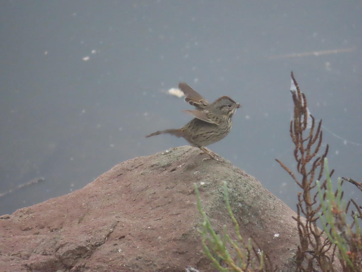 Lincoln's Sparrow - ML647395117