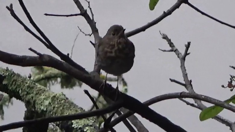 Hermit Thrush - ML647395128