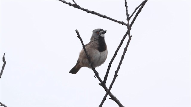 Crested Bellbird - ML647395148