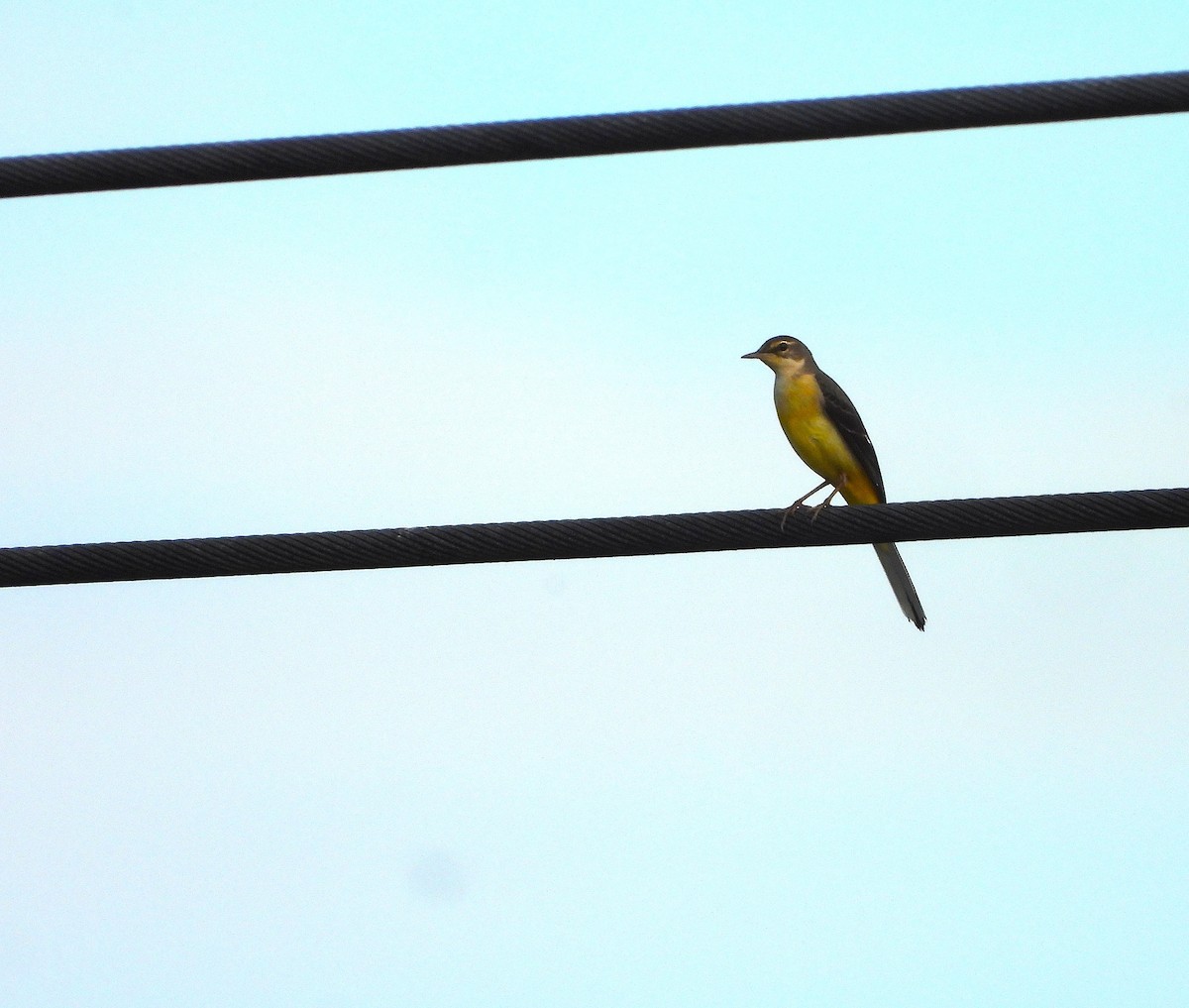 Gray Wagtail - ML647395174