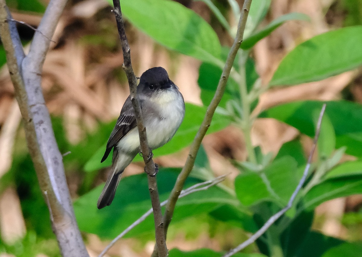 Eastern Phoebe - ML647395190