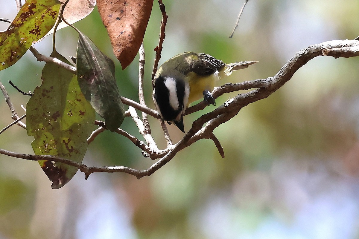 Silbador Cabezón Oriental - ML647395191