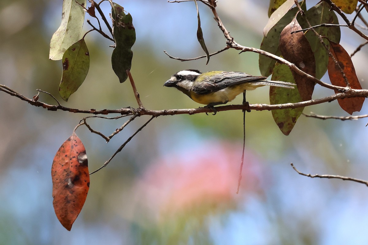 Silbador Cabezón Oriental - ML647395192