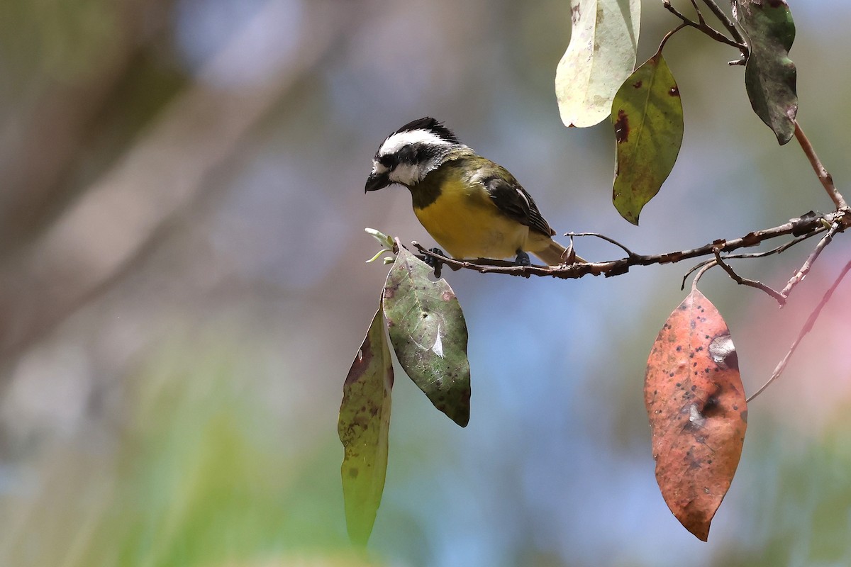 Silbador Cabezón Oriental - ML647395193