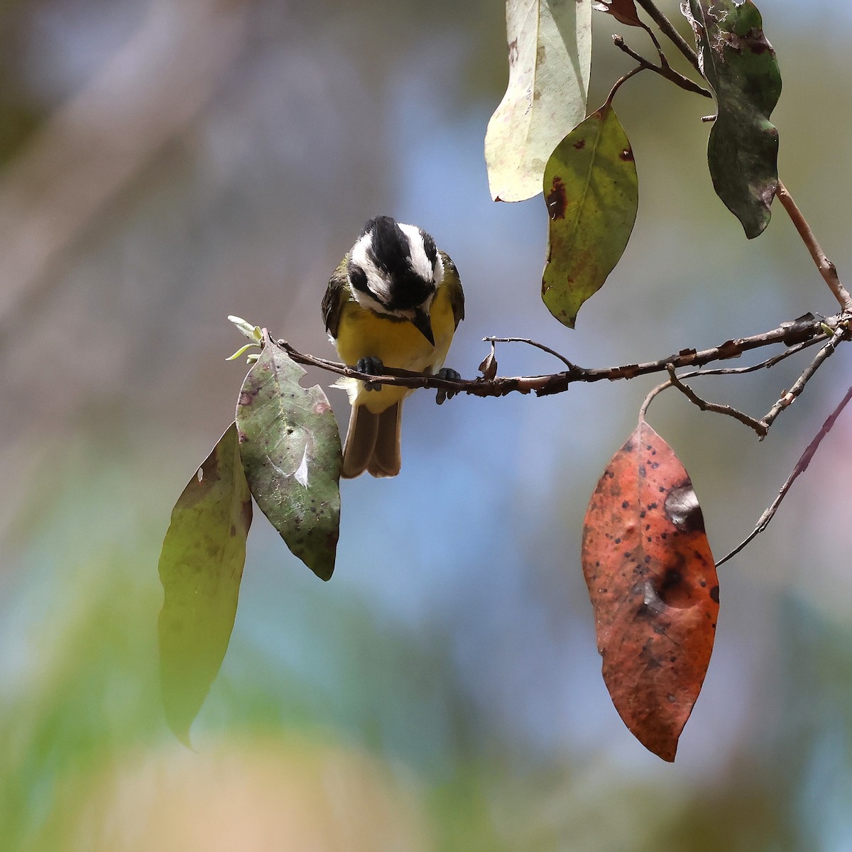 Silbador Cabezón Oriental - ML647395194