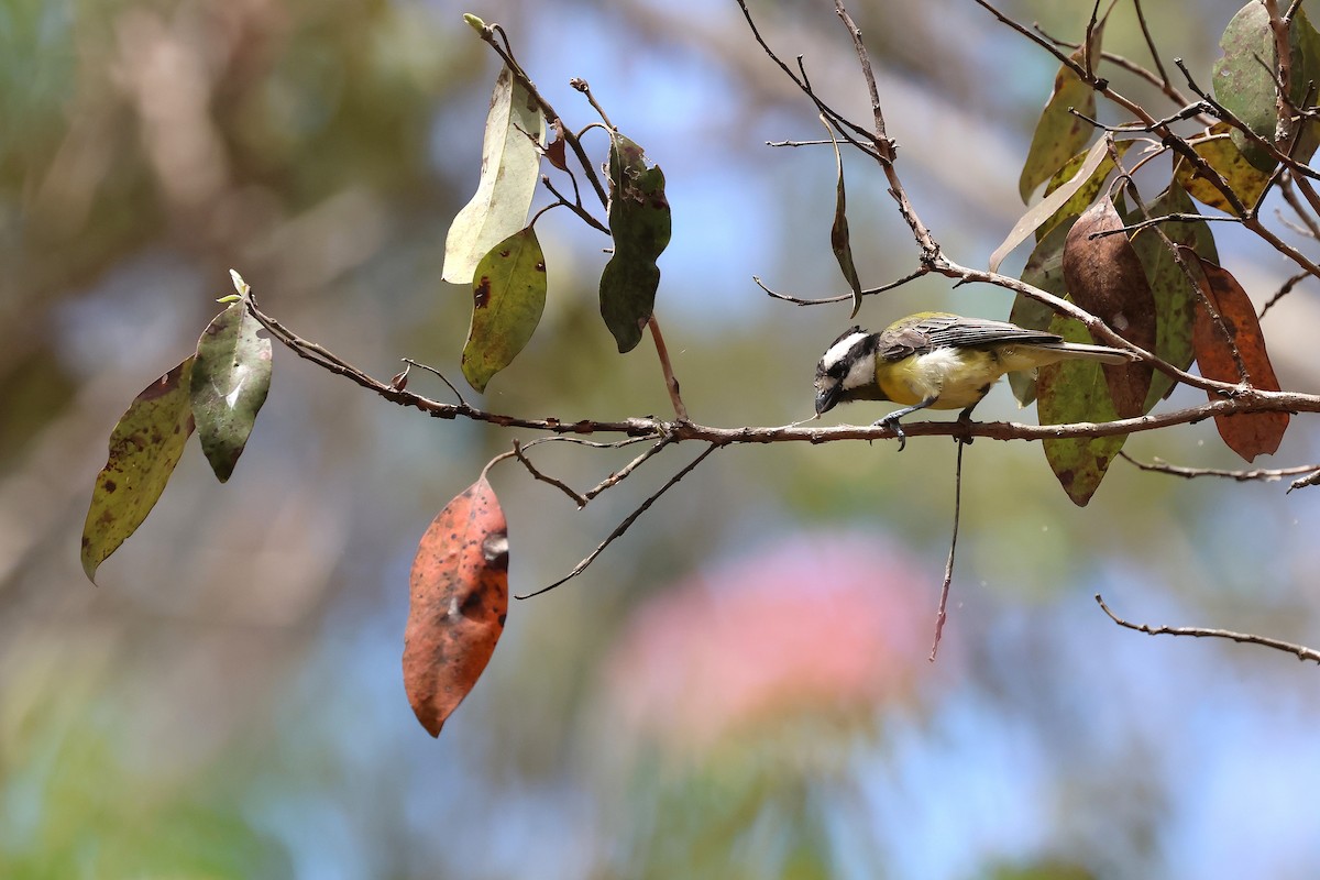 Silbador Cabezón Oriental - ML647395195