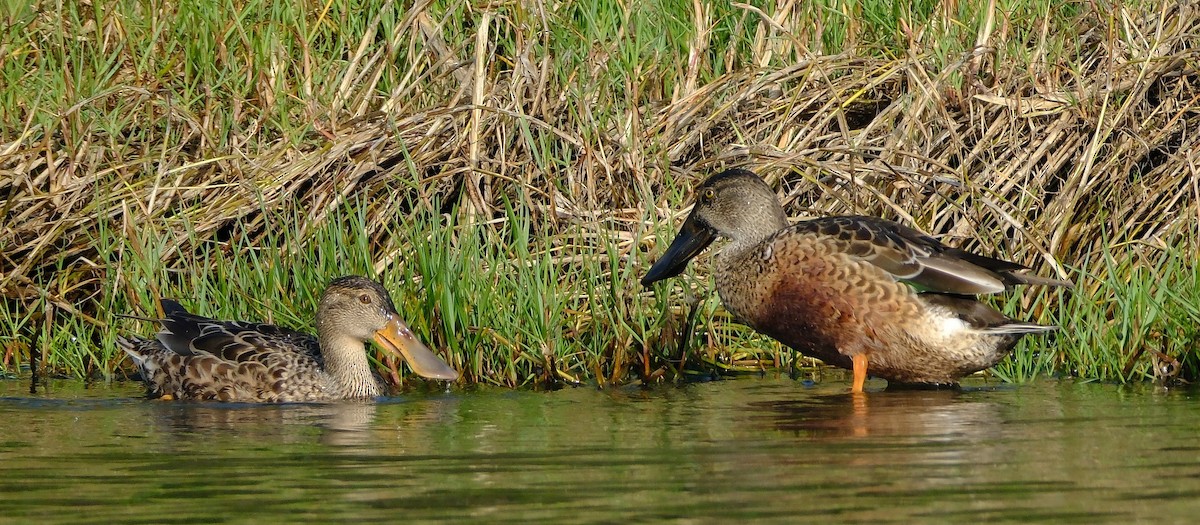 Northern Shoveler - ML647395198