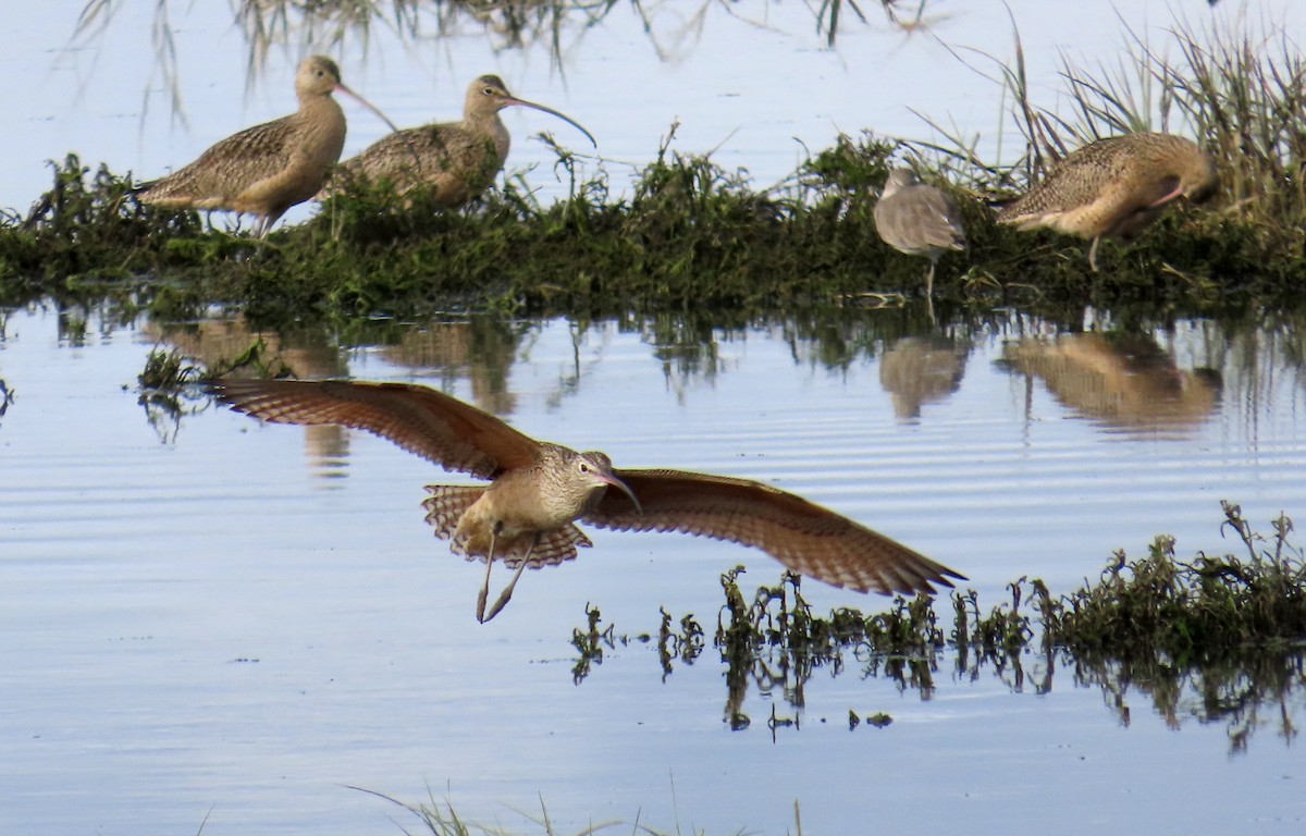 Кульон американський - ML647395201