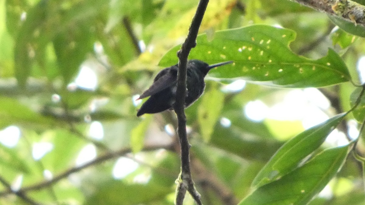 クロハラオジロハチドリ - ML647395205