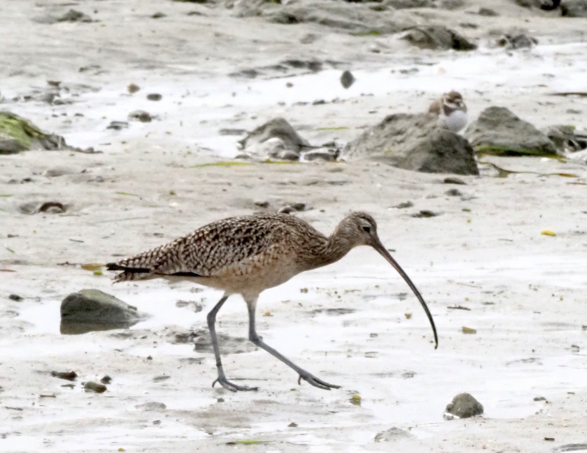 Кульон американський - ML647395206