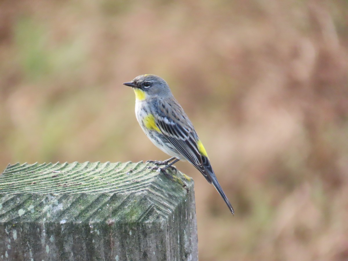 Yellow-rumped Warbler (Audubon's) - ML647395208