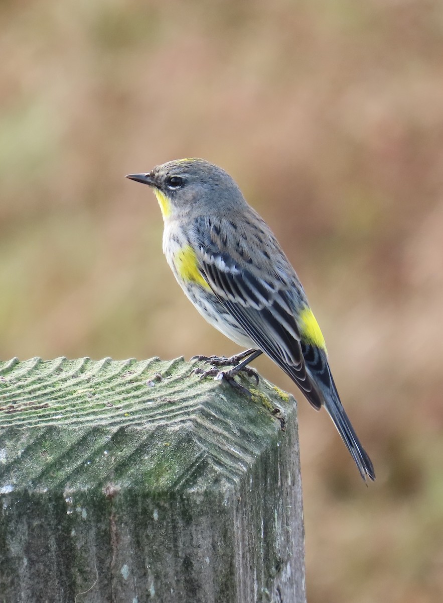 Yellow-rumped Warbler (Audubon's) - ML647395214