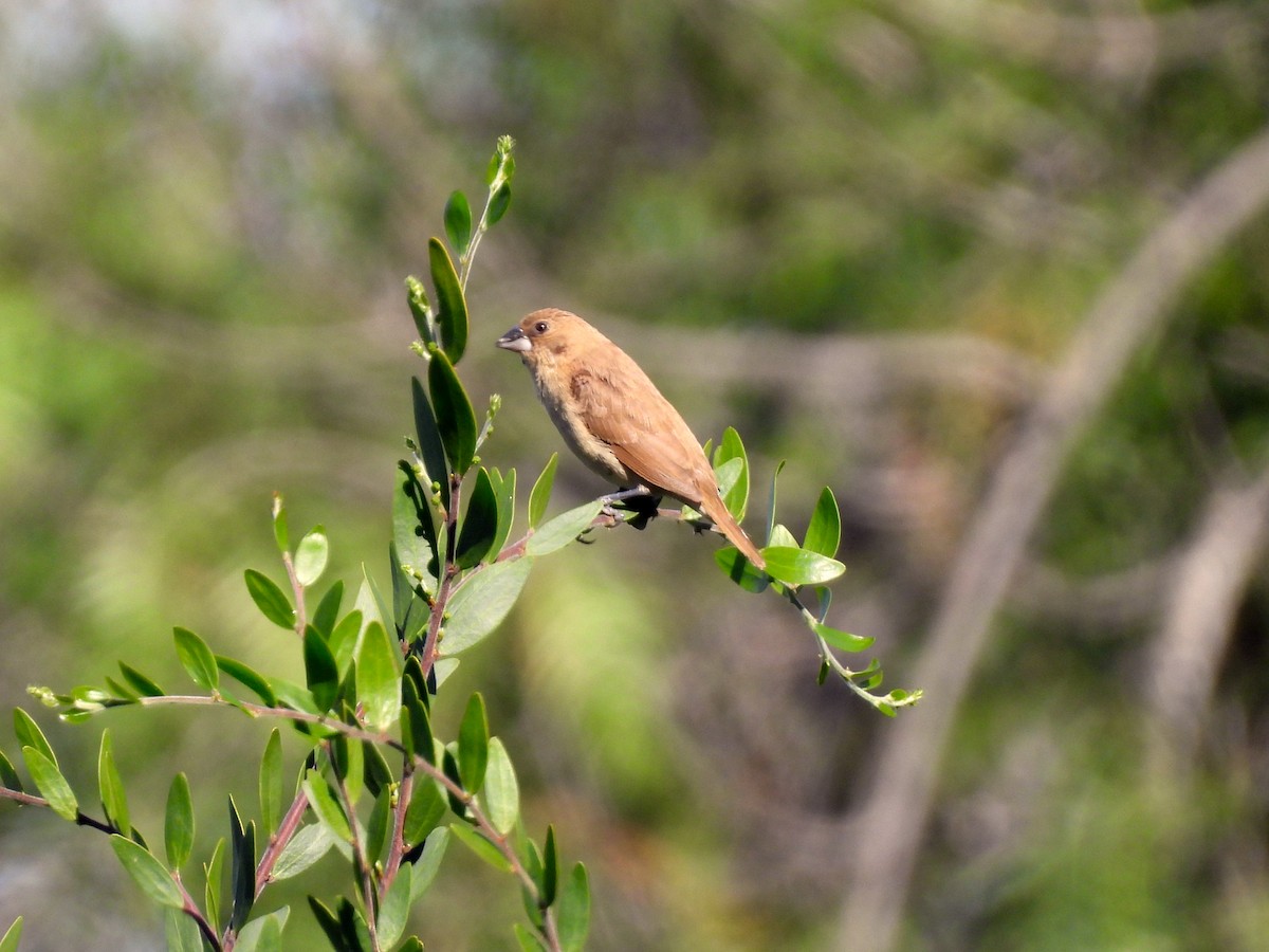 シマキンパラ - ML647395216