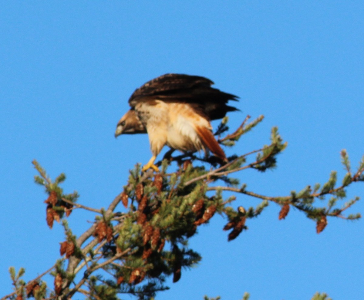 アカオノスリ - ML647395217